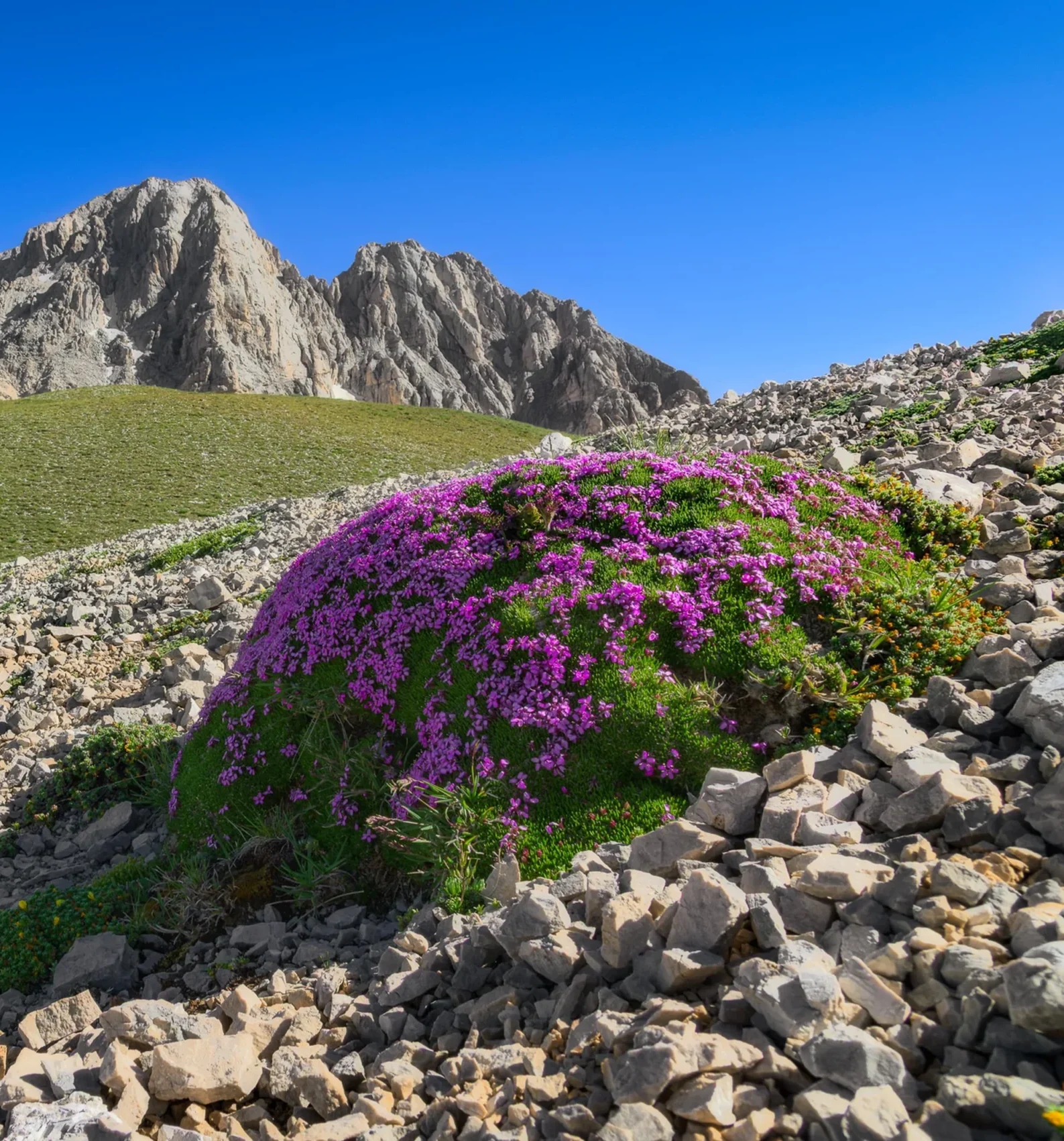 parco nazionale del gran sasso abruzzo corno silene acaulis
