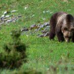 Pettorano sul gizio borgo abruzzo