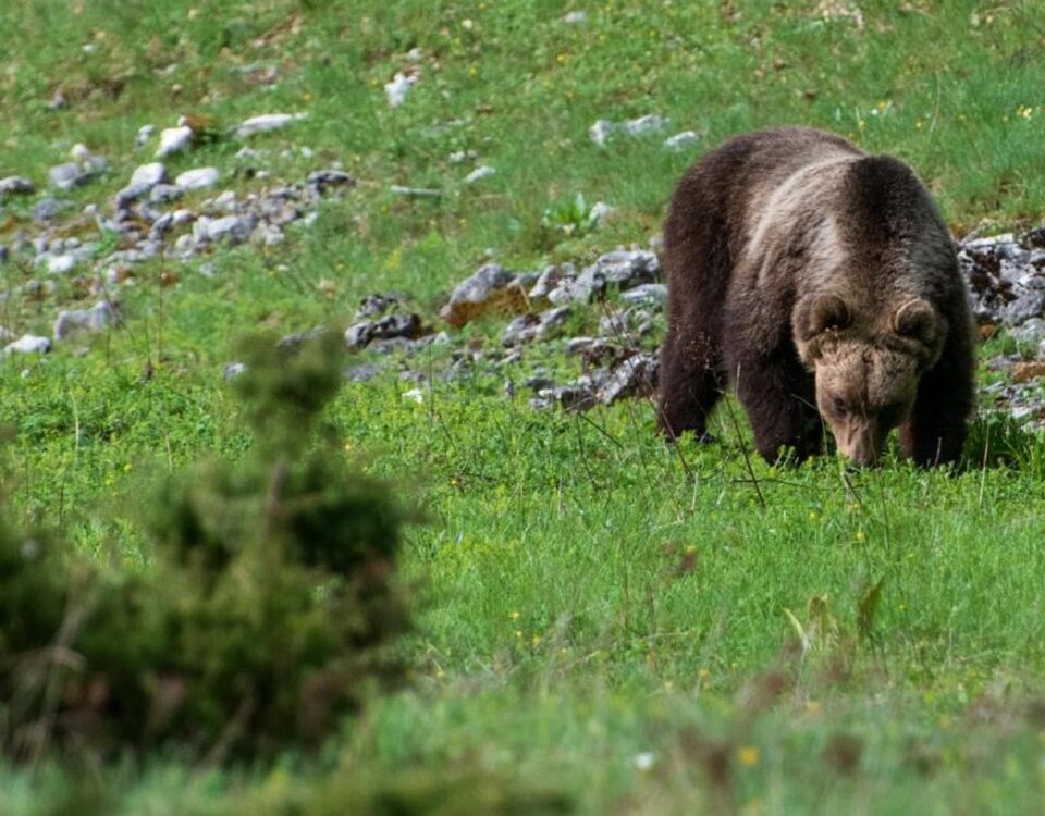 Pettorano sul gizio borgo abruzzo