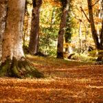 Bosco di sant'antonio abruzzo