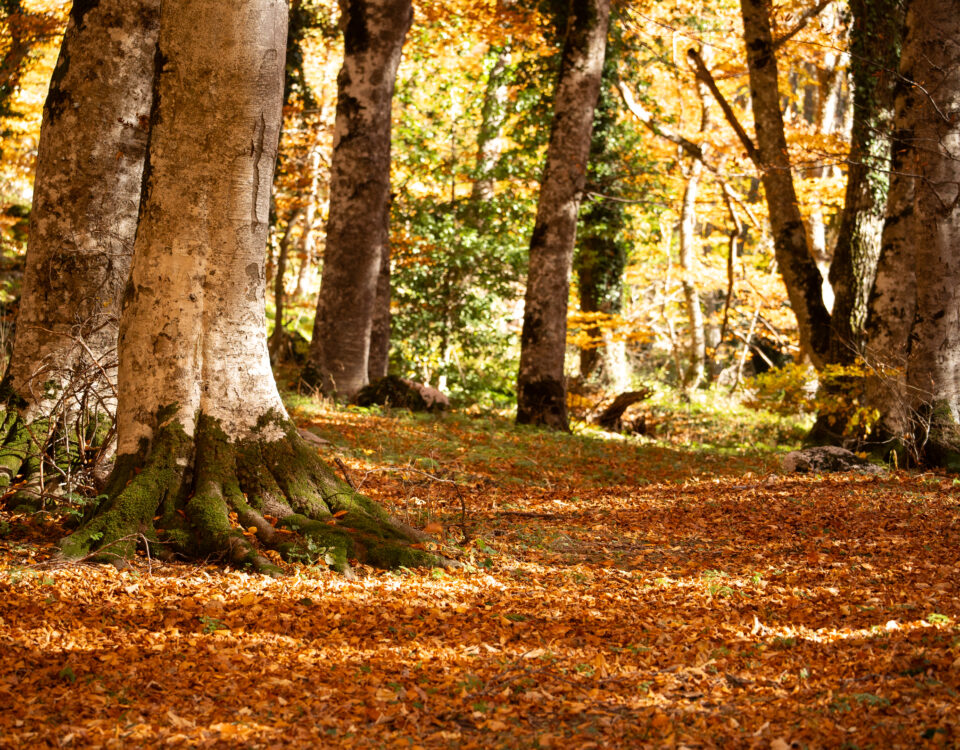 Bosco di sant'antonio abruzzo