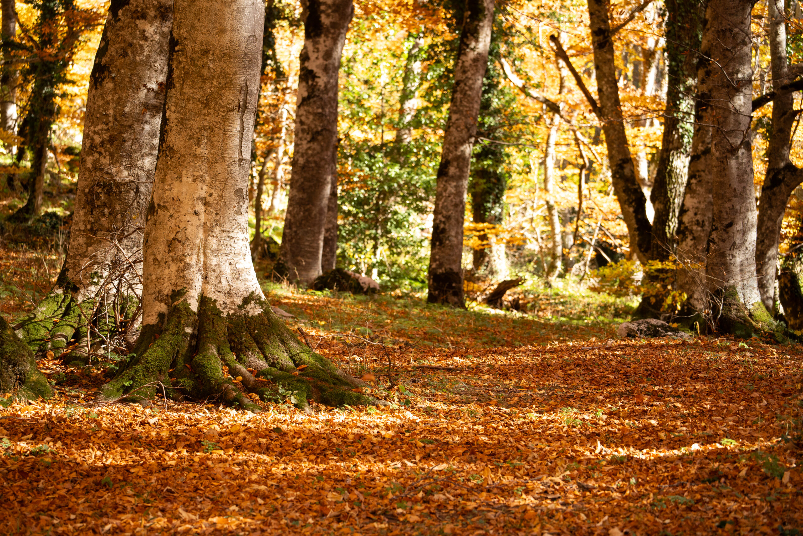 Bosco di sant'antonio abruzzo