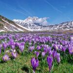 gran sasso campo imperatore abruzzo crocus
