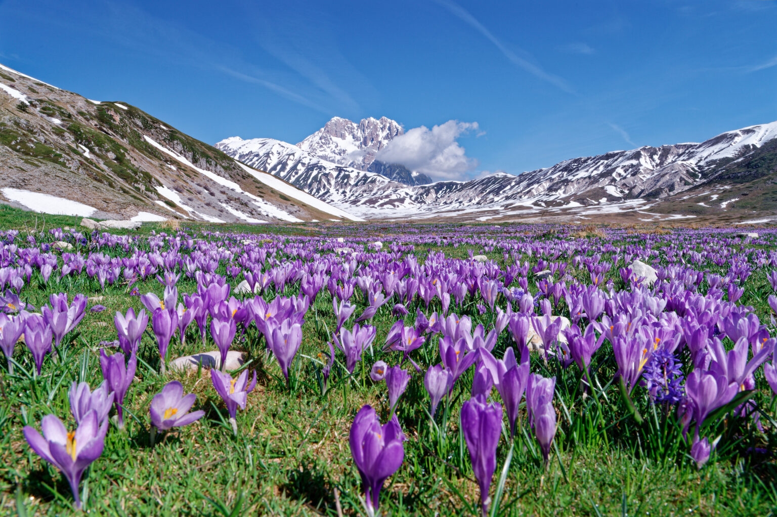 gran sasso campo imperatore abruzzo crocus