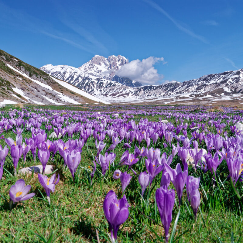 gran sasso campo imperatore abruzzo crocus