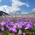 gran sasso campo imperatore abruzzo crocus