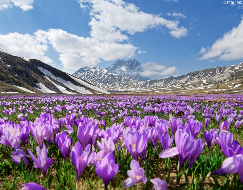 gran sasso campo imperatore abruzzo crocus