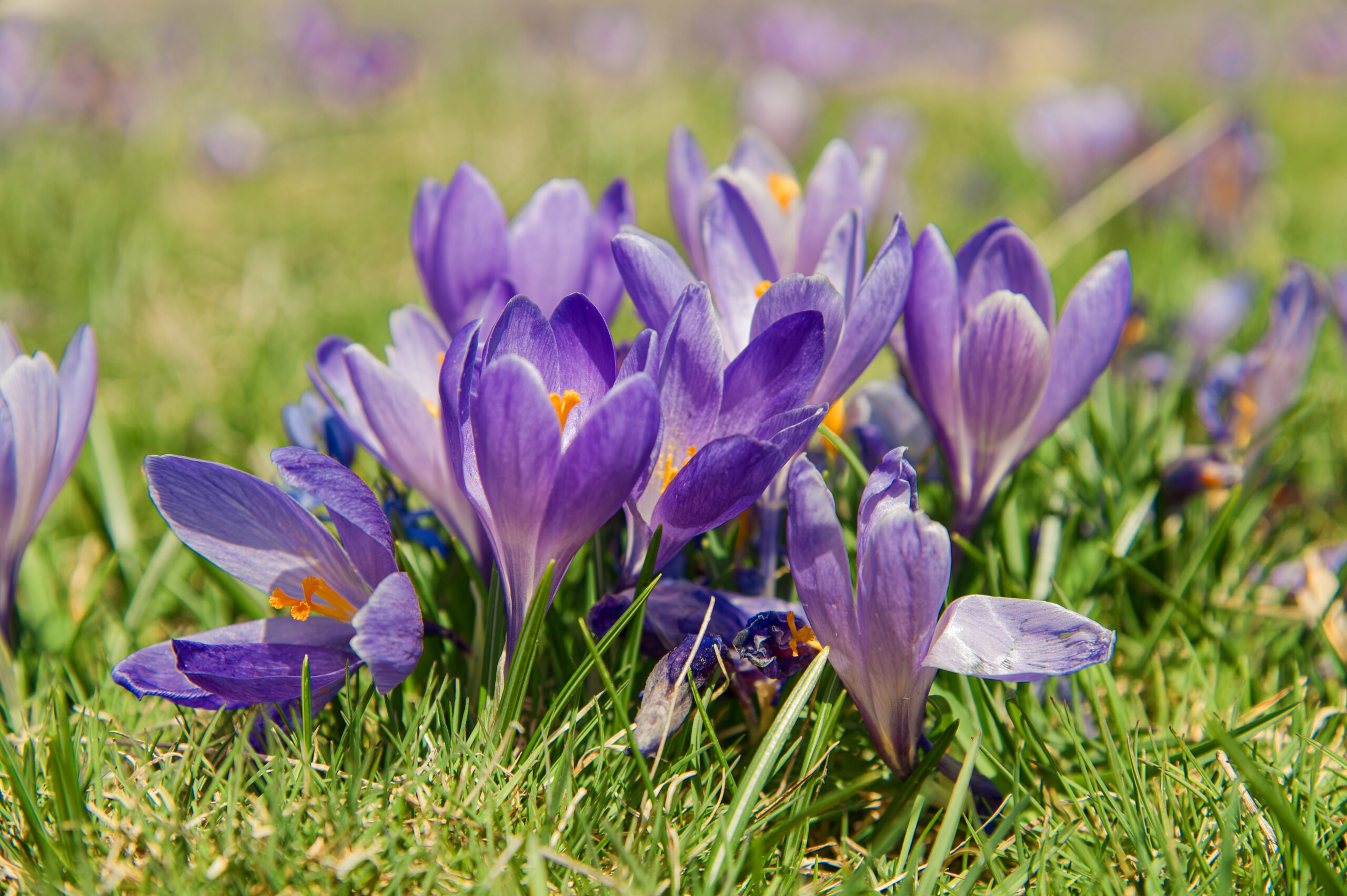 gran sasso campo imperatore abruzzo crocus