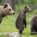 orso bruno arsicano Abruzzo