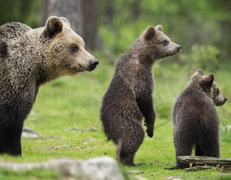 orso bruno arsicano Abruzzo