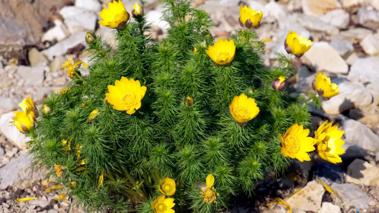 Fiori gialli di montagna tra le pietre