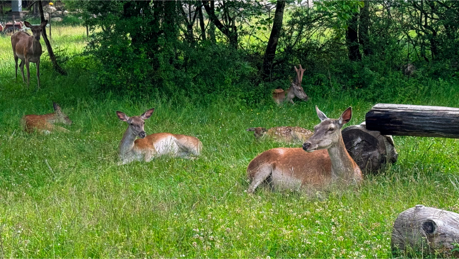 Cervi a riposo in una radura del bosco