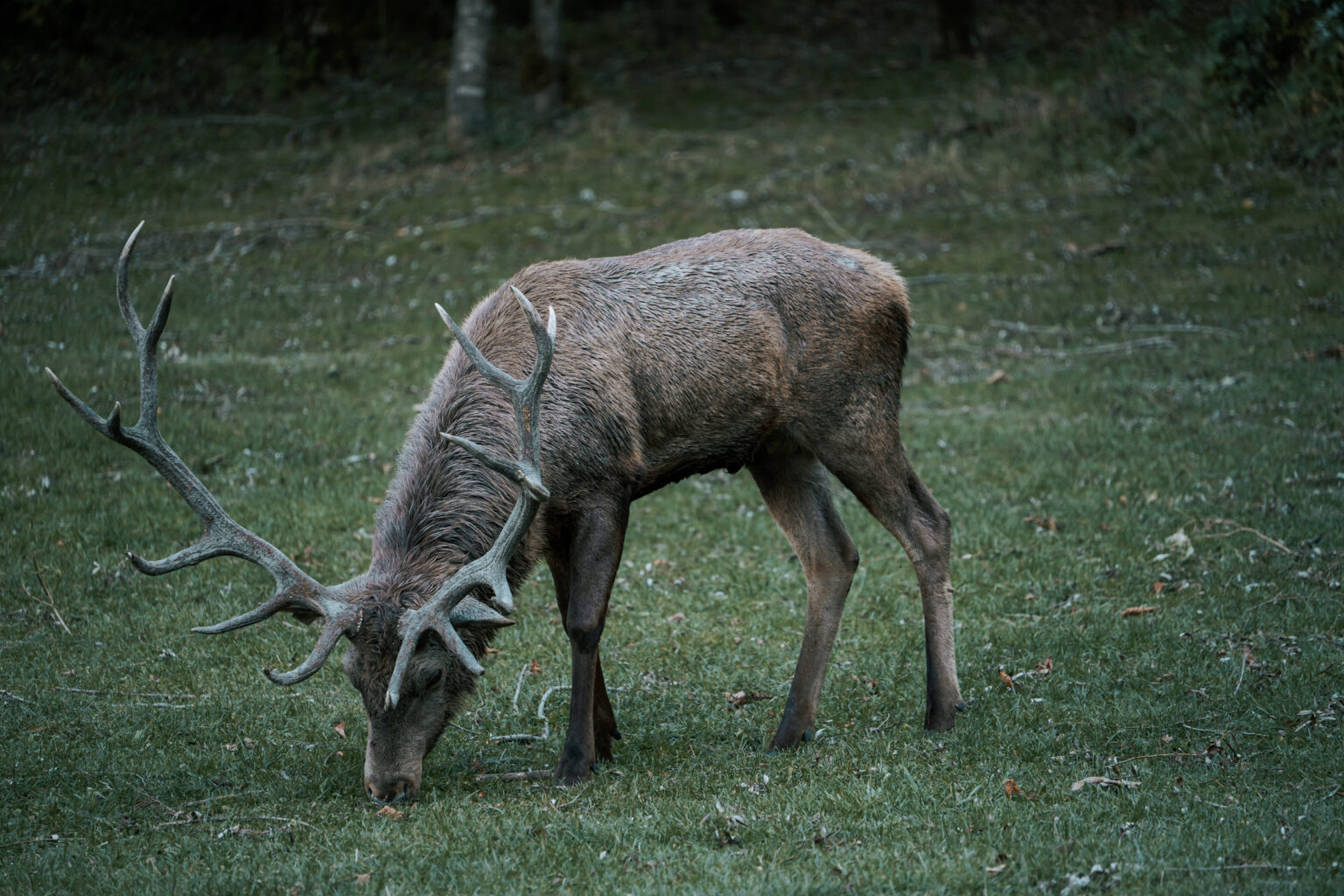 Parco nazionale d'abruzzo