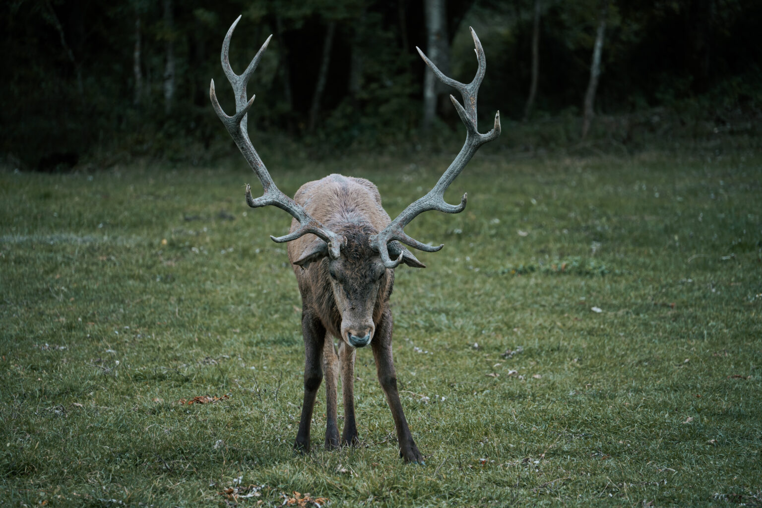 Parco nazionale d'abruzzo