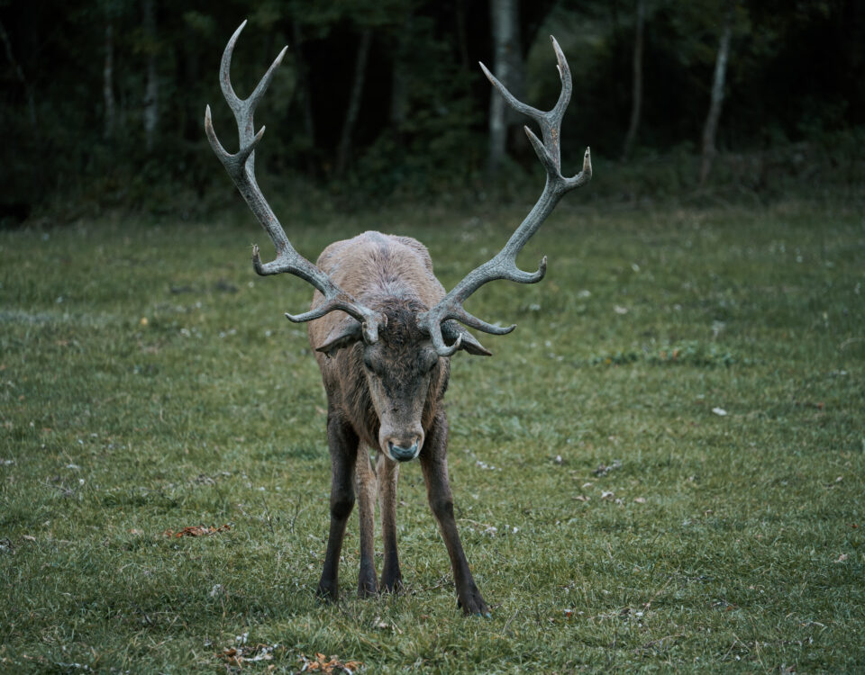 Parco nazionale d'abruzzo
