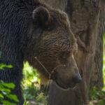 parco nazionale d'abruzzo