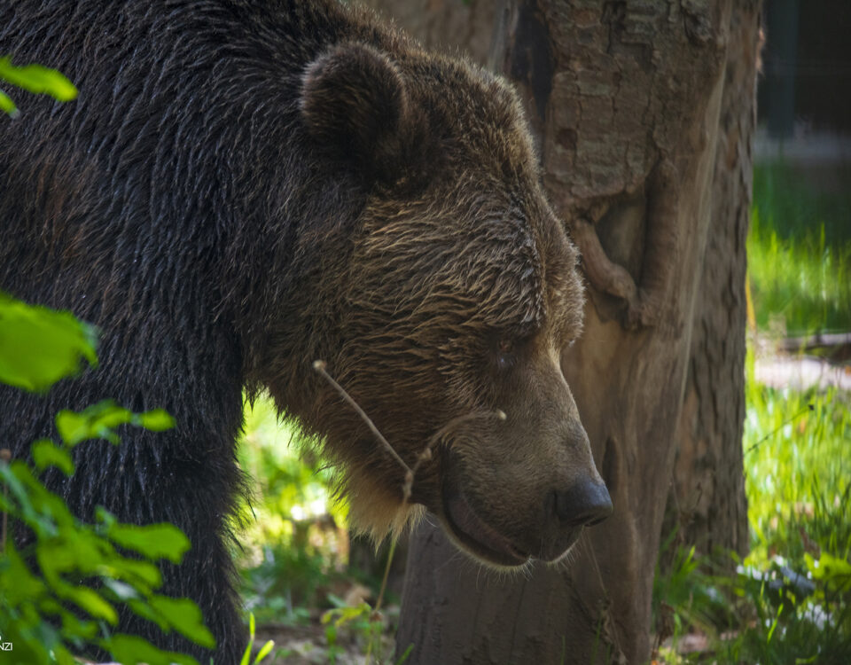 parco nazionale d'abruzzo