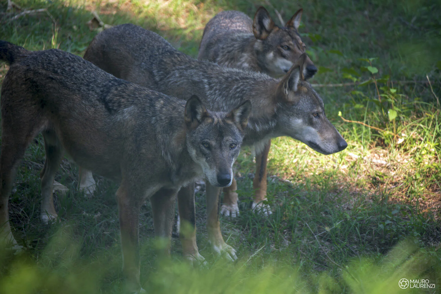 Parco nazionale d'abruzzo