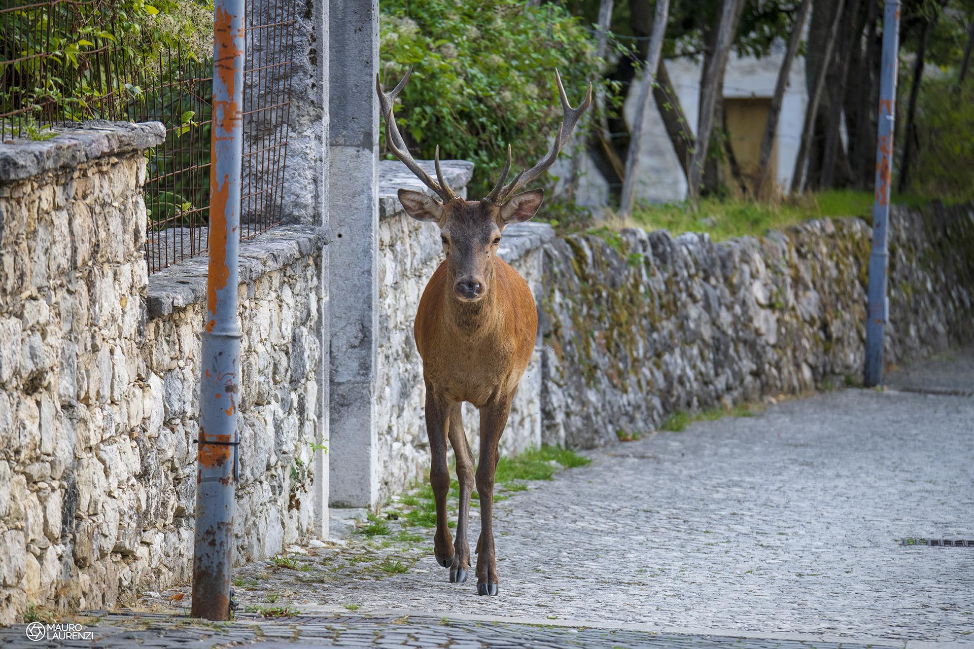 Parco nazionale d'abruzzo