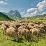 tratturo magno, gran sasso abruzzo