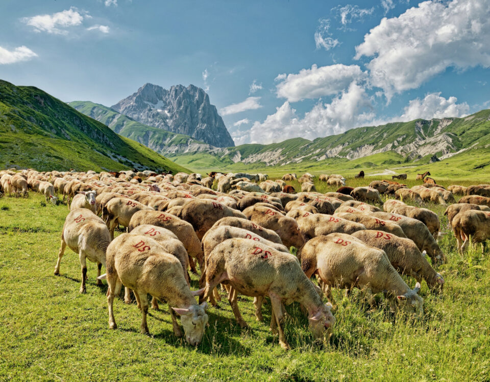 tratturo magno, gran sasso abruzzo