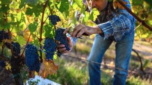 Vini in quota nel Forno d'Abruzzo
