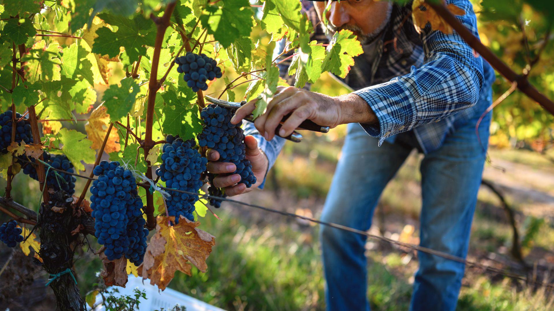 Vini in quota nel Forno d'Abruzzo